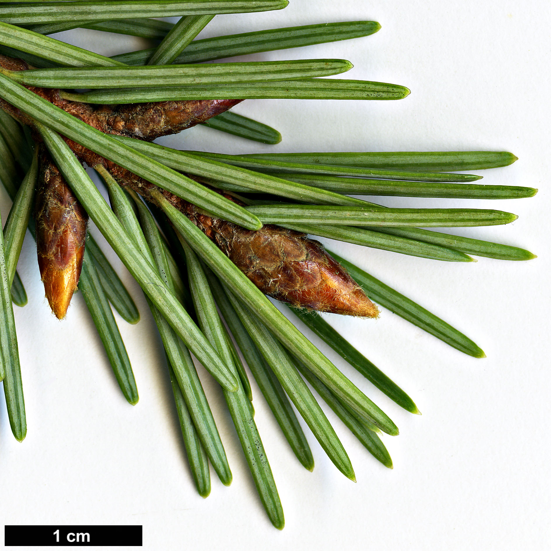 High resolution image: Family: Pinaceae - Genus: Pseudotsuga - Taxon: menziesii - SpeciesSub: var. glauca